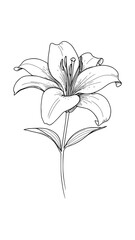Beautiful Blooming Lily Flower in Simple Line Art