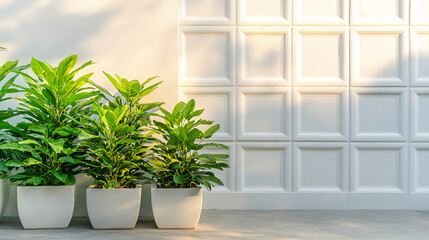 Fototapeta premium Lush green plants in white pots against clean white geometric wall, creating serene and modern atmosphere. sunlight casts gentle shadows, enhancing tranquil setting