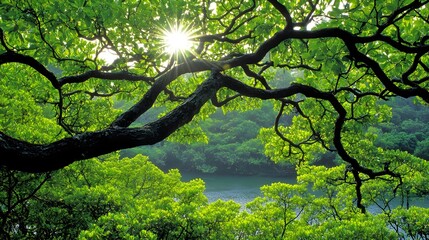 Sunlight Filtering Through Branches in Lush Green Forest Setting