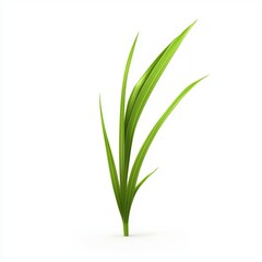 Fototapeta premium single blade of grass with a realistic texture, placed on a bright white background