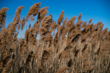 Fototapeta premium reeds in the wind