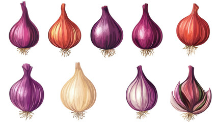 Various types of onions displayed in a row showcasing different colors and shapes in a clean, vibrant illustration
