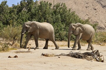 Fototapeta premium Two of the rare Namibian Desert Elephant (Loxodonta africana), Hoanib River, Namib desert, Kaokoland, Kaokoveld, Kunene regionNamibia