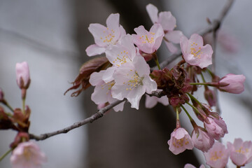 サクラの花のクローズアップ
