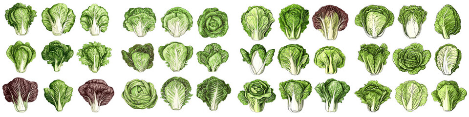 Assortment of Fresh Green Leafy Vegetables including Lettuce Cabbage Broccoli and More on White Background  Healthy Organic Nutritious Ingredients for Salads Cooking and Healthy Eating