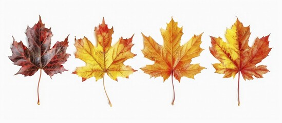 Fototapeta premium Four maple leaves in vibrant autumn colors of red, orange, and yellow placed in a neat row, AI generated