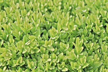 Boxwood leaves