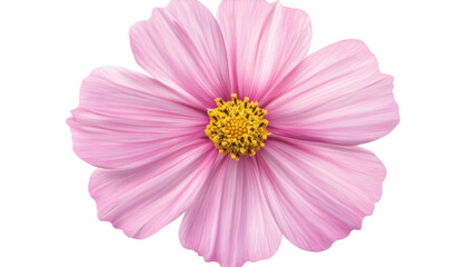 Obraz premium Delicate pink flower with yellow center blooms beautifully in a bright setting