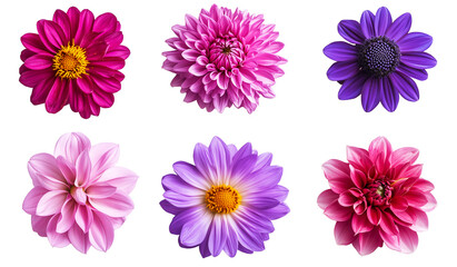 Naklejka premium Collection of vibrant pink and purple flowers on transparent PNG background for floral design and decorative projects