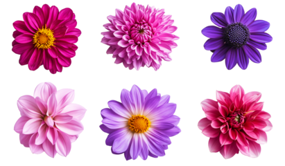 Collection of vibrant pink and purple flowers on transparent PNG background for floral design and decorative projects