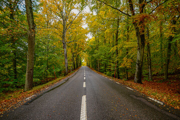 Obraz premium Early Autumn morning in a quiet road somewhere in Sweden.