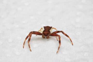 xysticus croceus spider macro photo