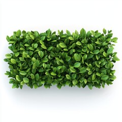 Fototapeta premium trimmed hedge with neatly shaped leaves, isolated on a clean white background