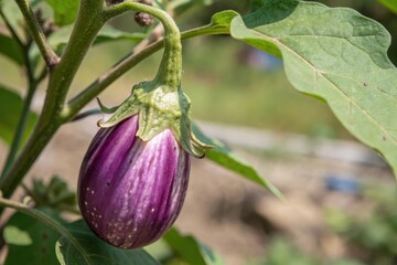 Close-up of the blossom end of a ripe purple eggplant on the bush showcasing its delicate texture and color, flower head, purple eggplant, delicate texture, blossom end, close-up