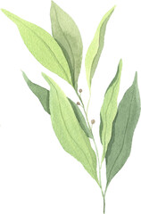 Watercolor green laurel leaf illustration