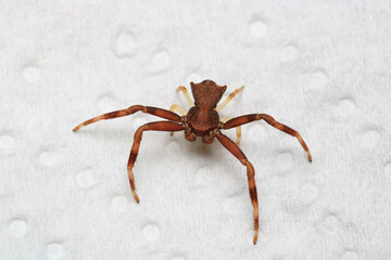 xysticus croceus spider macro photo