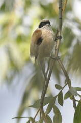 European Penduline Tit (Remiz pendulinus)
