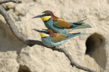 European Bee-eater (Merops apiaster)