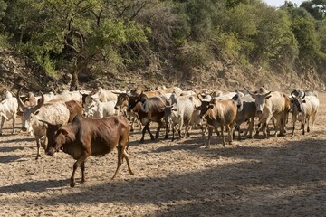 Cattle herd of the Hamer runs in dry river, near Turmi, Southern Nations Nationalities and Peoples' Region, Ethiopia, Africa