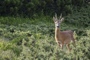 Roebuck (Capreolus capreolus) in its habitat, Stubai Valley, Tyrol, Austria, Europe