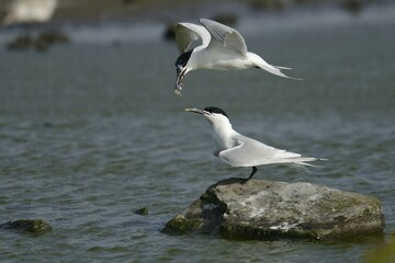 Sandwich Tern (Sterna sandvicensis), handing over fish to partner in flight, Texel, The Netherlands, Europe