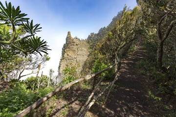 Fototapeta premium Walking trail through a laurel forest in the Anaga Mountains with coastal fog, Chamorga, Tenerife, Canary Islands, Spain, Europe