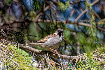 The House Sparrow (Passer domesticus). Male on tree branch