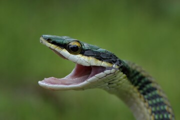 Mexican Parrot Snake (Leptophis mexicanus), Corozal District, Belize, Central America