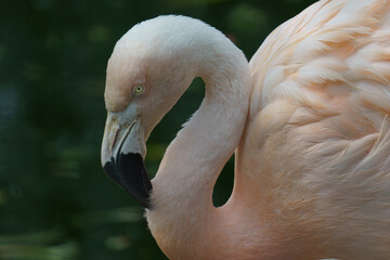 Fototapeta premium close up of a pink flamingo