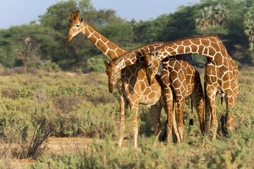 Three Somali or reticulated giraffes (Giraffa reticulata camelopardalis), Samburu National Reserve, Kenya, Africa © Erich Schmidt/imageBROKER