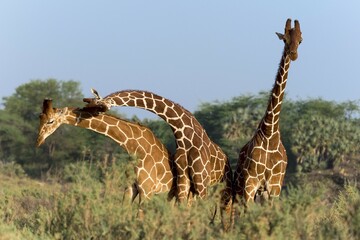 Three Somali giraffes or reticulated giraffes (Giraffa reticulata camelopardalis), Samburu National Reserve, Kenya, Africa