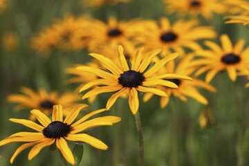Orange Coneflower (Rudbeckia fulgida), Baden-Württemberg, Germany, Europe