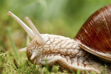 Burgundy Snail (Helix pomatia), Brandenburg, Germany, Europe