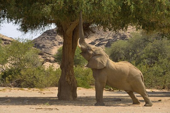 Namibian desert elephant (Loxodonta africana), bull eating from a tree, Hoanib River, Namib Desert, Kaokoland, Kaokoveld, Kunene region, Namibia, Africa