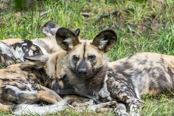 african wild dog