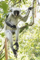Zanzibar Red Colobus (Procolobus kirkii) sitting on a tree, endemic species, Jozani Chwaka Bay National Park, Unguja, Zanzibar Archipelago, Tanzania, Africa