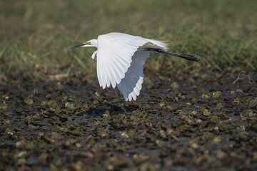 Little egret (Egretta garzetta) flying over aquatic plants, Chobe River, Chobe National Park, Botswana, Africa