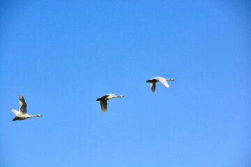 春の青空を飛ぶハクチョウ

