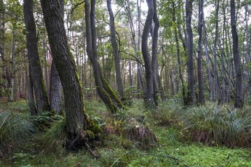Alder, Darß peninsula, Western Pomerania Lagoon Area National Park, Mecklenburg-Western Pomerania, Germany, Europe