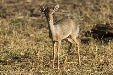 Günther's dik-dik (Madoqua guentheri), Samburu National Reserve, Kenya, Africa