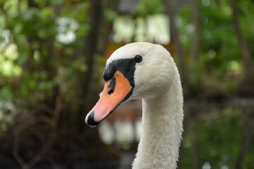 close up of a mute swan 