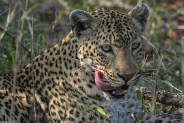 Leopard (Panthera pardus), female, portrait, lying in grass, Sabi Sands Game Reserve, Mpumalanga, South Africa, Africa