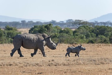 Fototapeta premium White Rhinoceros (Ceratotherium simum) walking with young animal over steppe, Ol Pejeta Reserve, Kenya, Africa