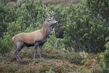 Red deer (Cervus elaphus), rutting season, Stubai Valley, Tyrol, Austria, Europe