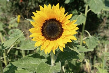 Obraz premium Sunflower (Helianthus annuus), flowering, Baden-Württemberg, Germany, Europe