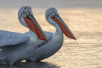 Two Dalmatian Pelicans (Pelecanus crispus), standing in water, animall portrait, Kerkini lake, Macedonia, Greece, Europe