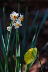 山道にスイセンが咲いていた