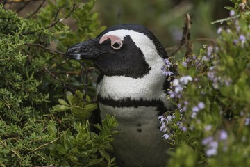 Black footed penguin (Spheniscus demersus) looking out of scrub, Bouldersbeach, Simonstown, Western Cape Province, South Africa, Africa