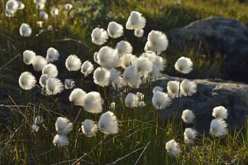 Cottongrass, Eriophorum, Kalaallit Nunaat, East Greenland, Greenland, North America