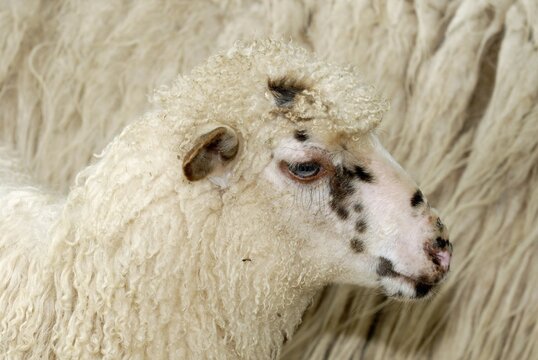 Portrait of a wallachian sheep (highly endangered landrace sheep)